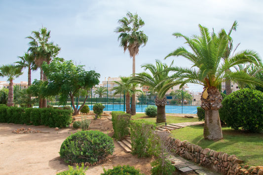 palm trees on a beach